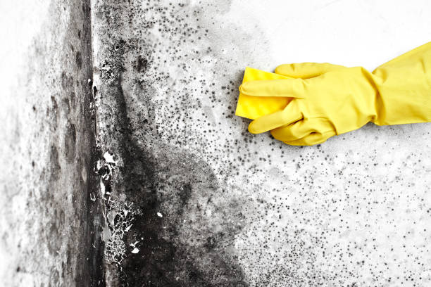 Best Residential Mold Inspection & Testing  in Vandenberg Af, CA