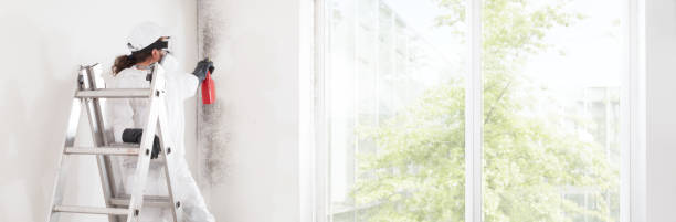 Best Environmental Consulting for Mold Prevention  in Vandenberg Af, CA